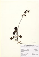 藏品(玉山鹿蹄草)的圖片